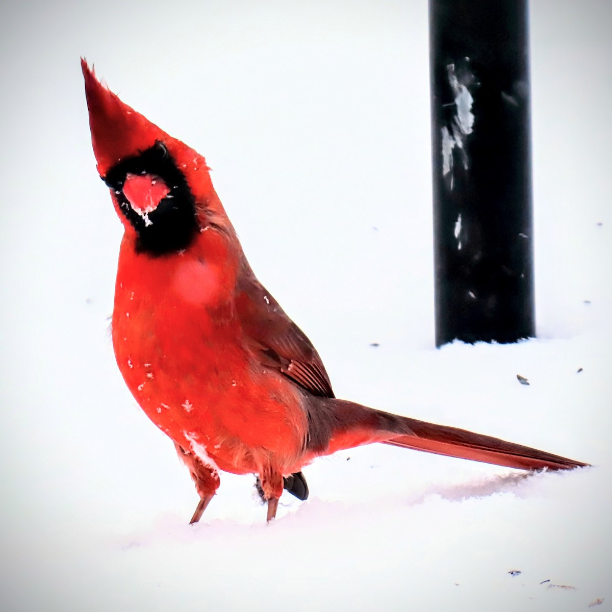 Northern Cardinal - ML629788139