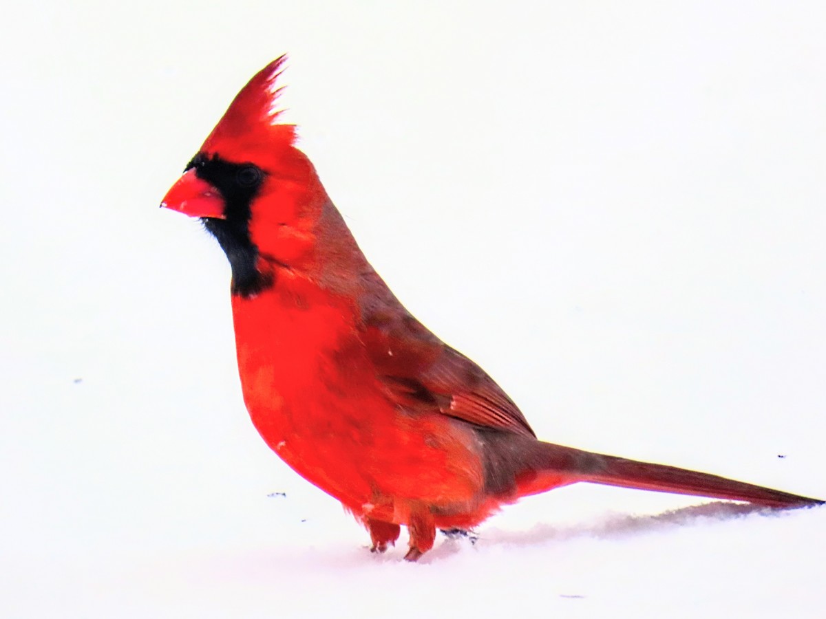 Northern Cardinal - ML629788140