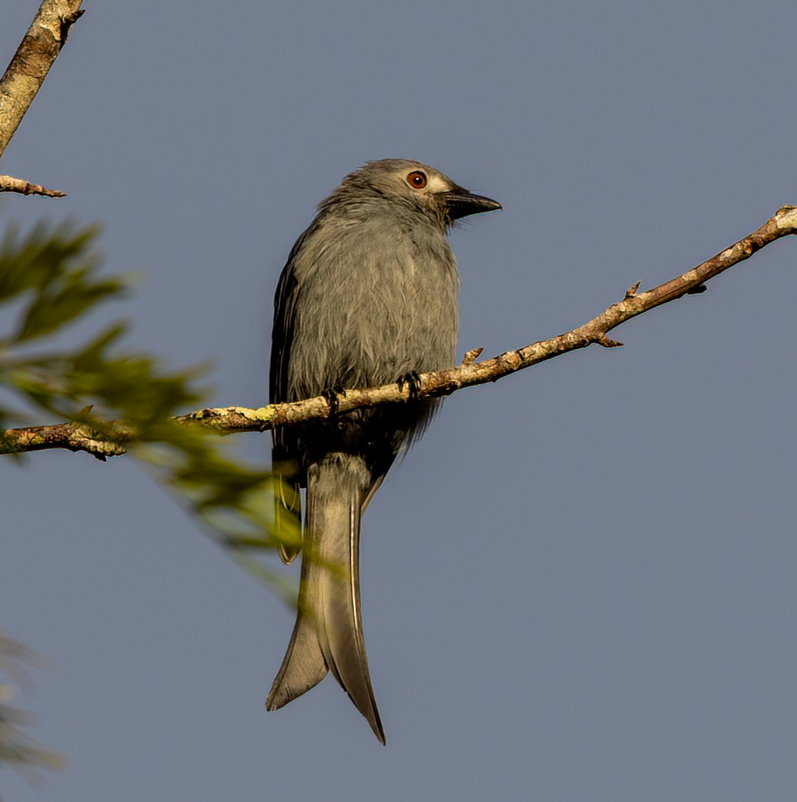 Ashy Drongo - ML629788516