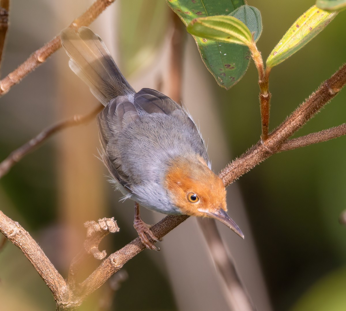 Ashy Tailorbird - ML629788538