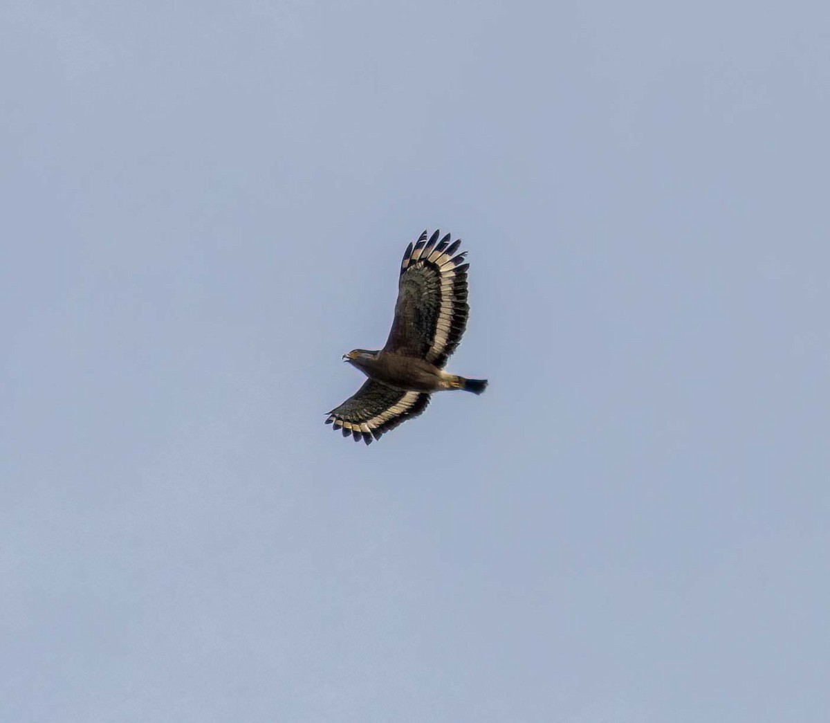 Crested Serpent-Eagle - ML629788564