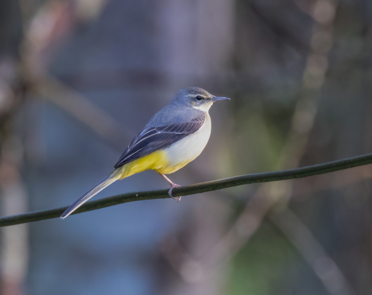 Gray Wagtail - ML629788565