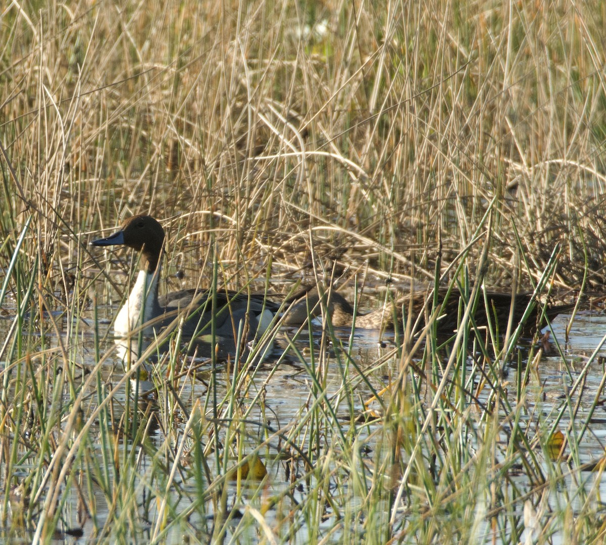 Northern Pintail - ML629788566