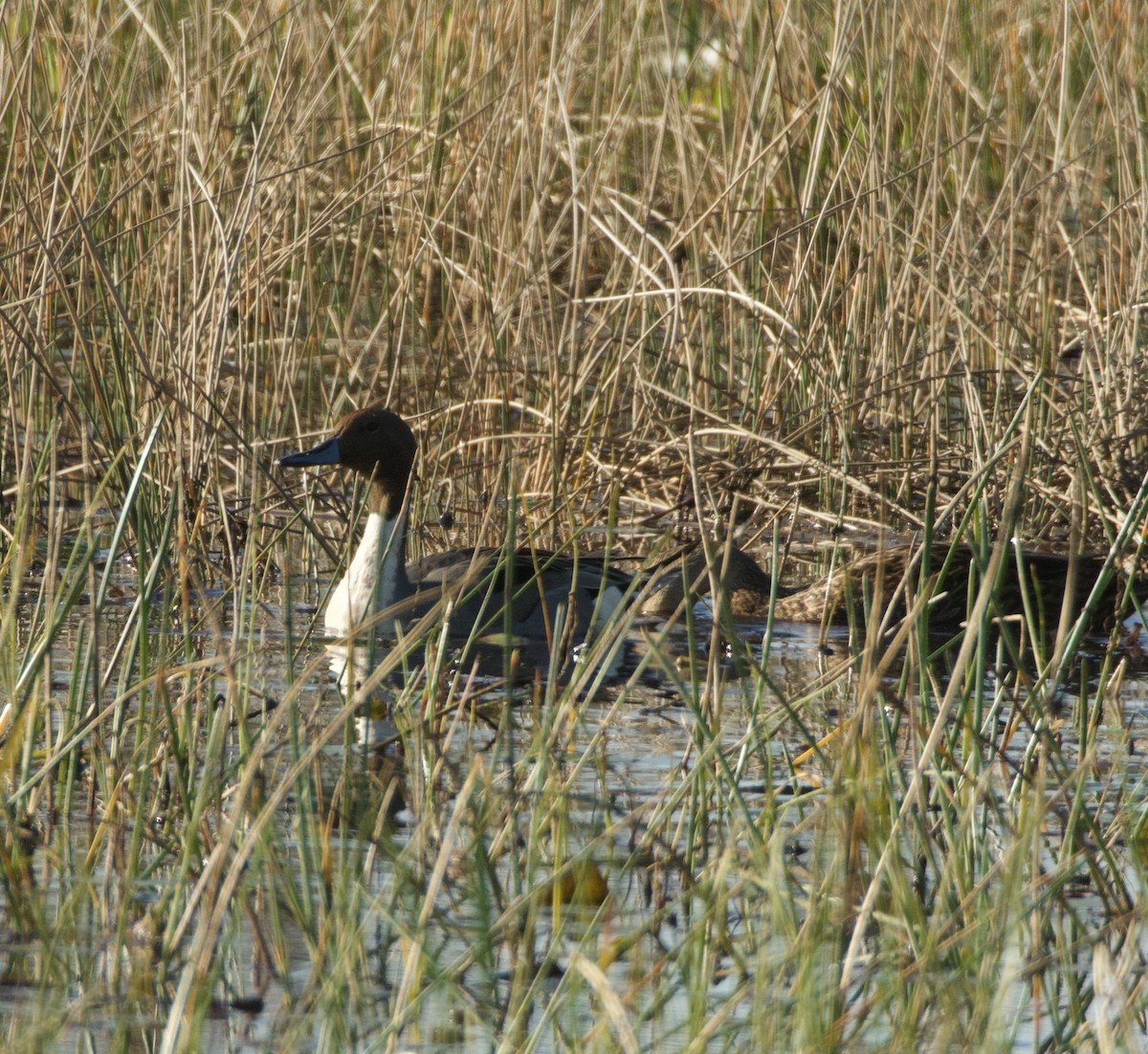 Northern Pintail - ML629788568