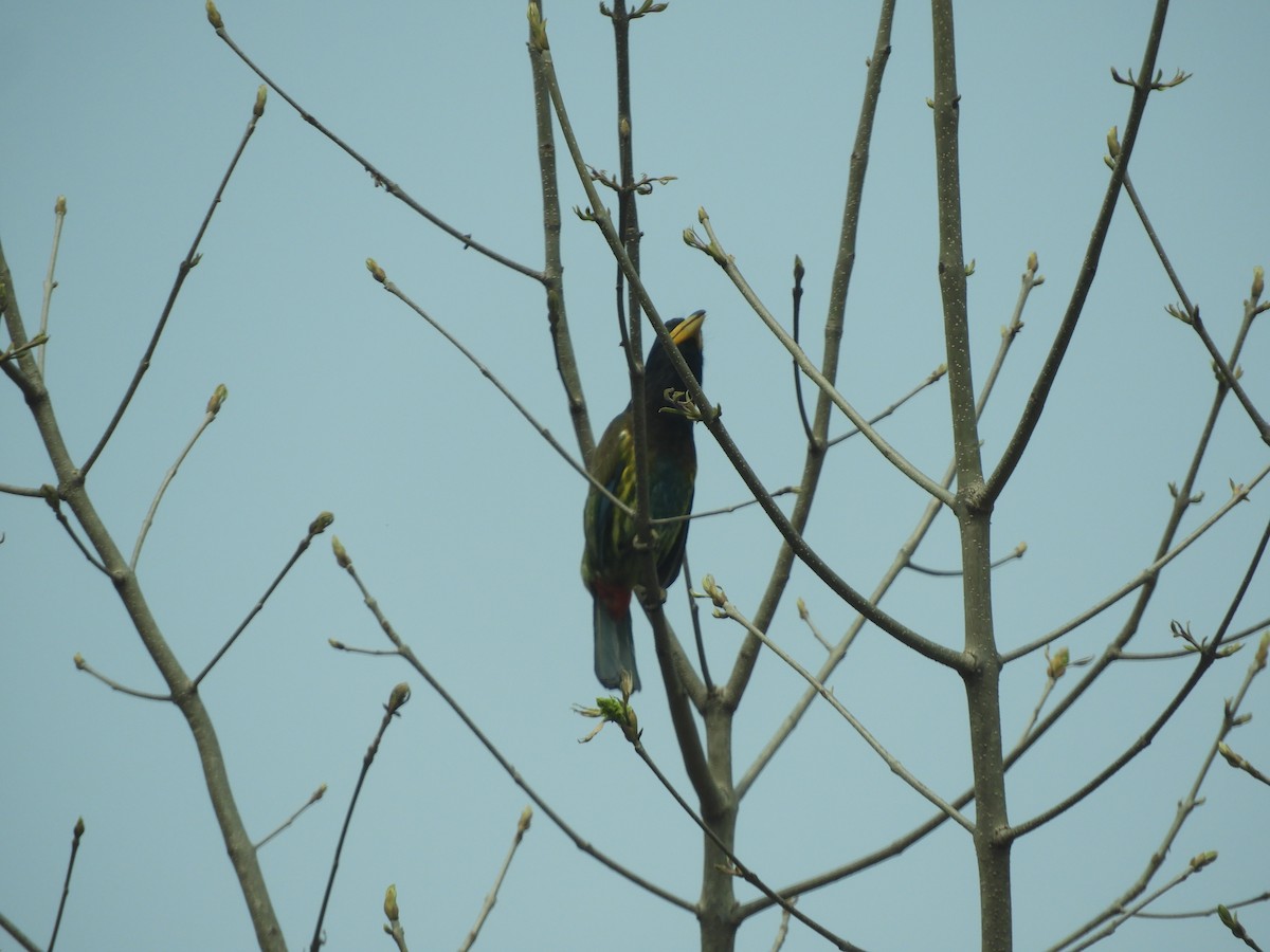 Great Barbet - ML629788597