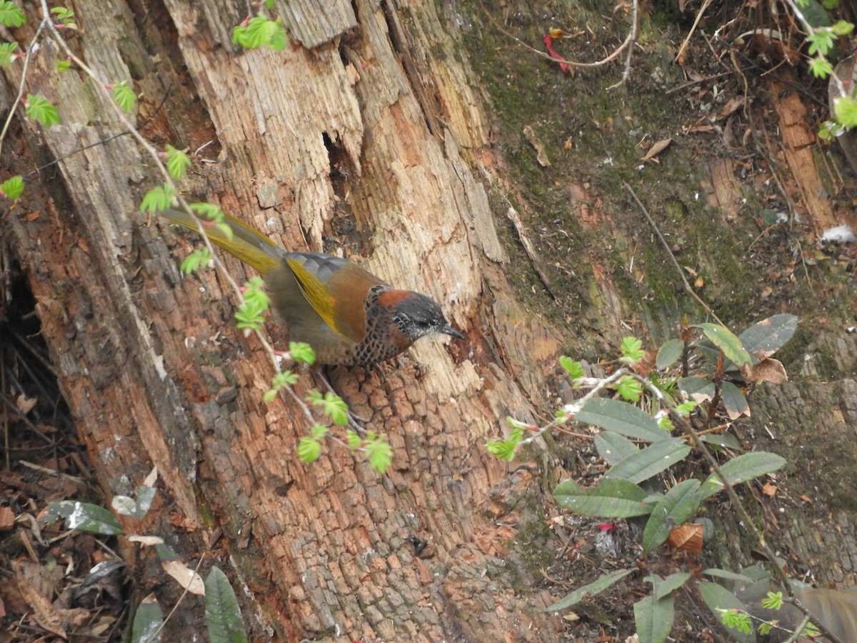 Chestnut-crowned Laughingthrush - ML629788674