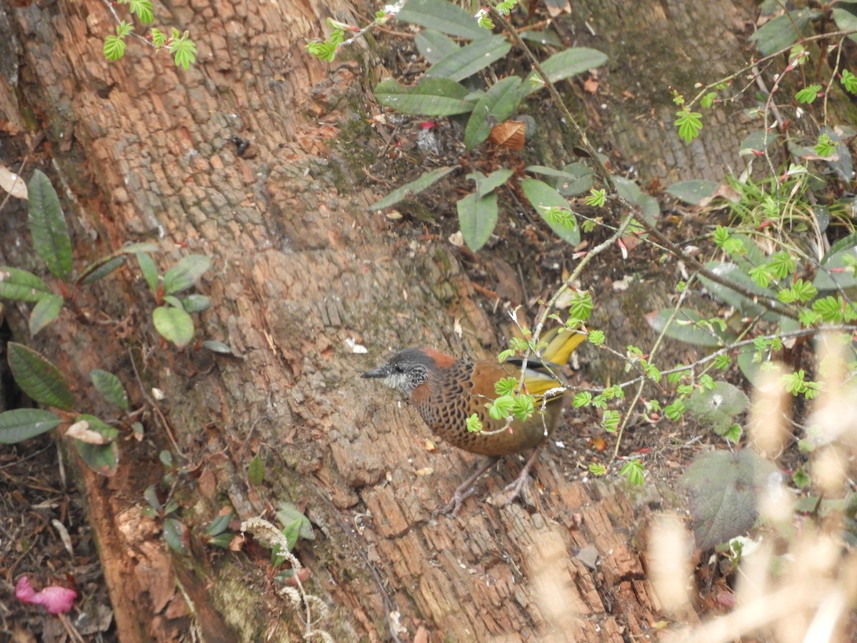 Chestnut-crowned Laughingthrush - ML629788675