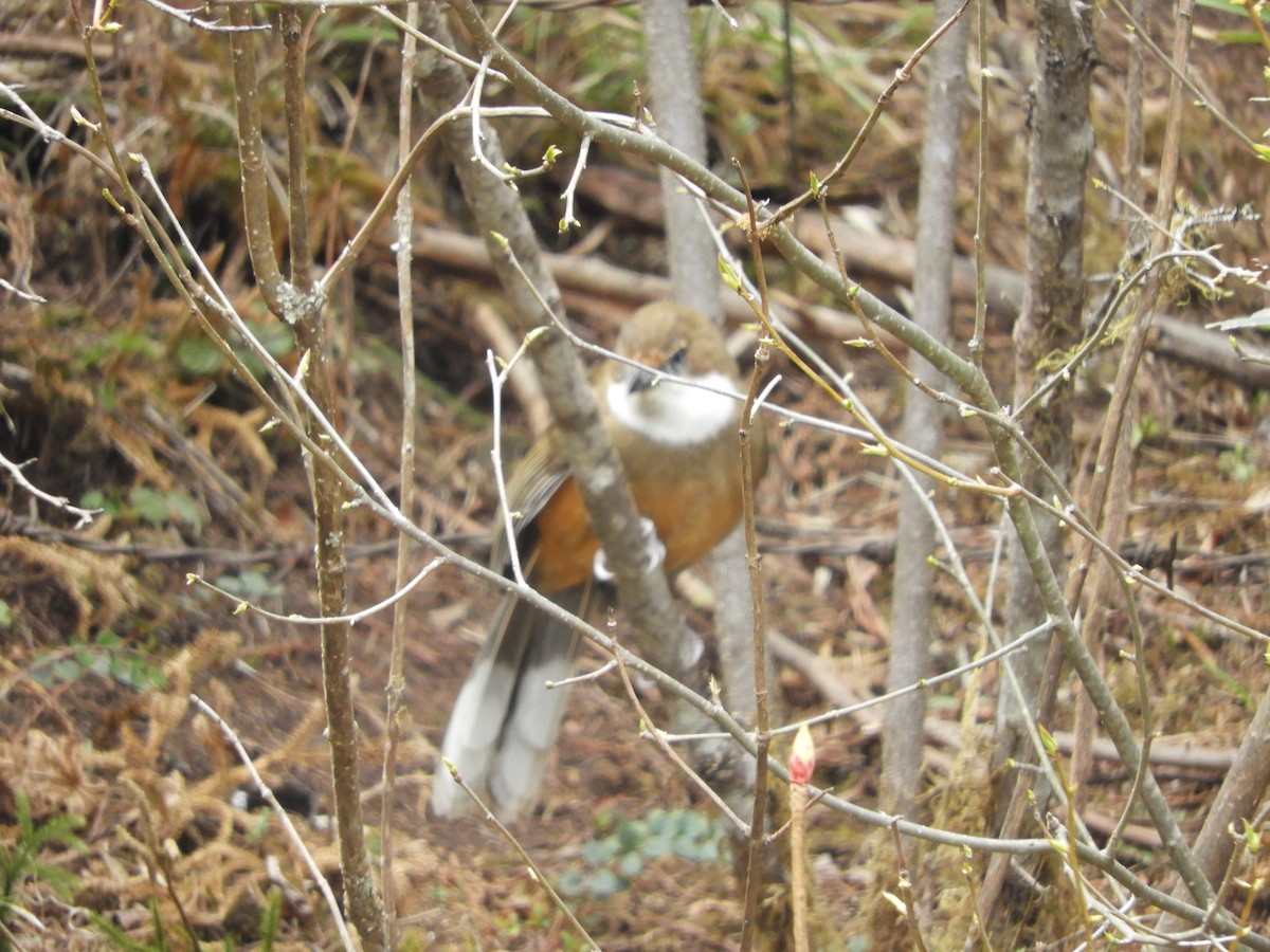 White-throated Laughingthrush - ML629788691