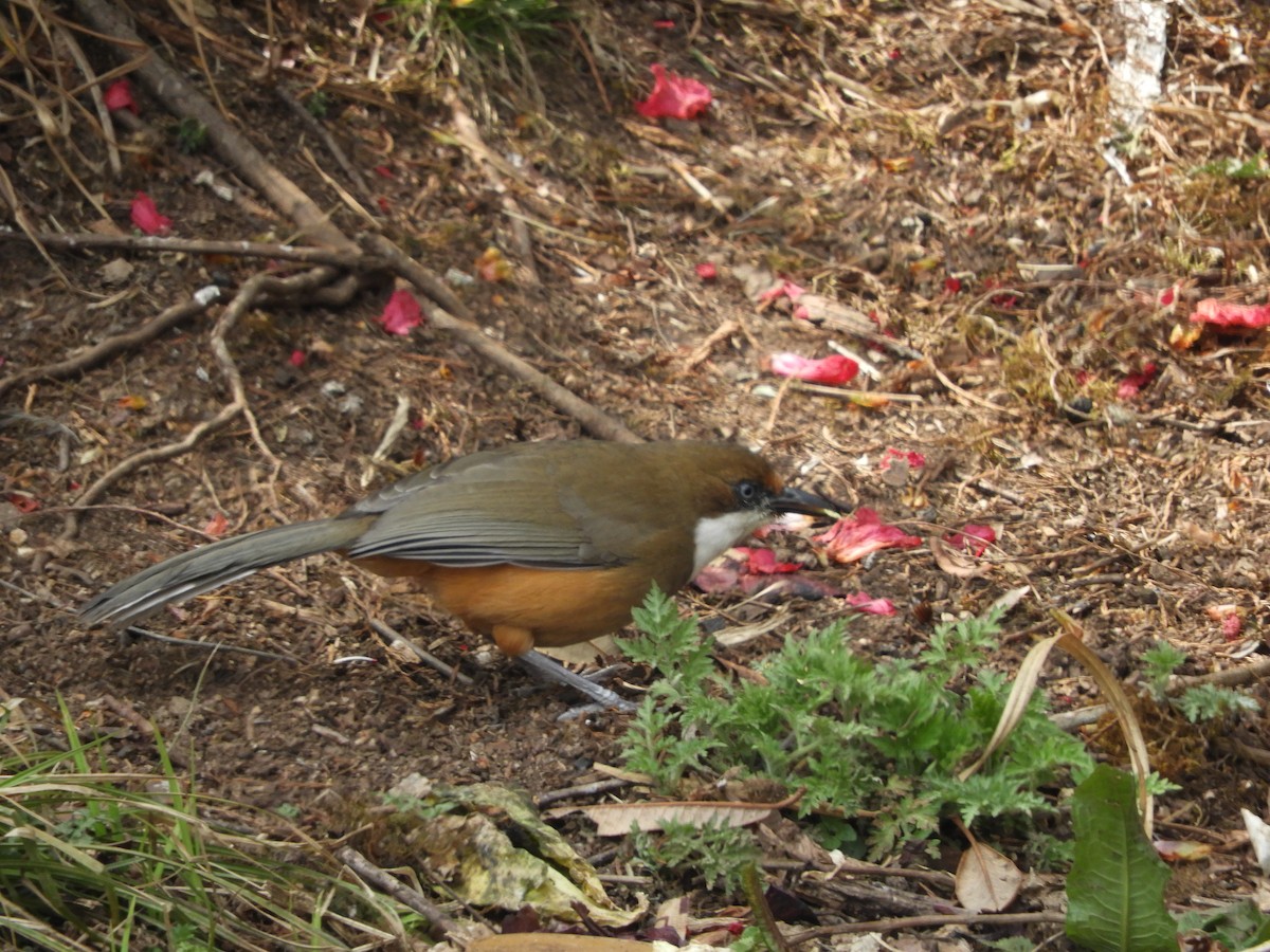White-throated Laughingthrush - ML629788692