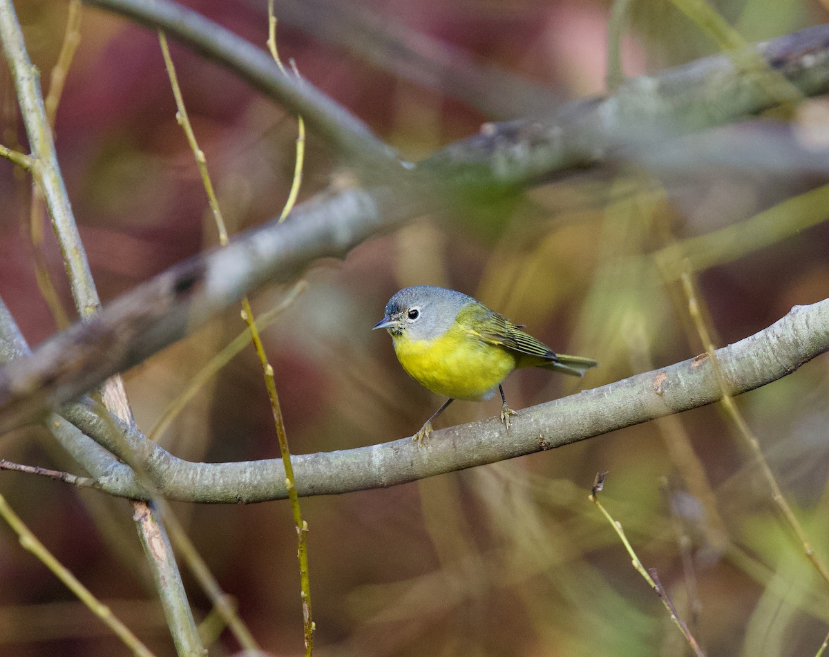 Nashville Warbler - ML629788823