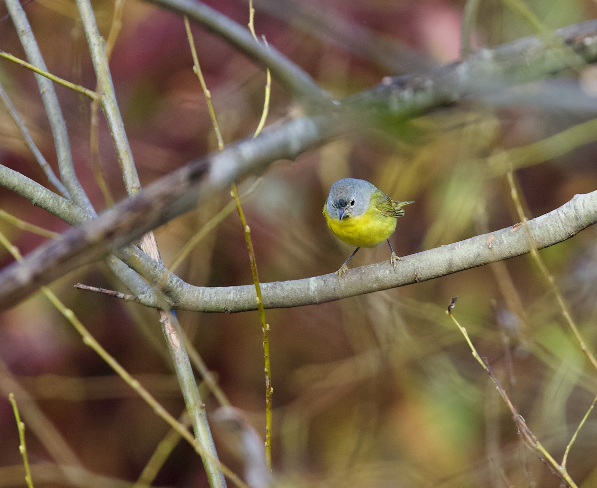 Nashville Warbler - ML629788825