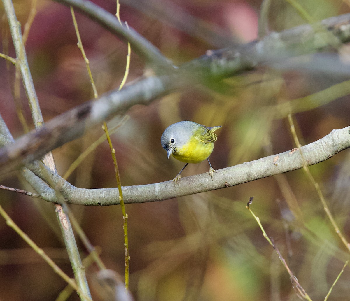 Nashville Warbler - ML629788826