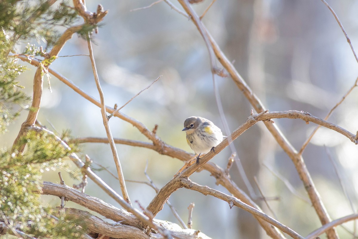 キヅタアメリカムシクイ（coronata） - ML629788974