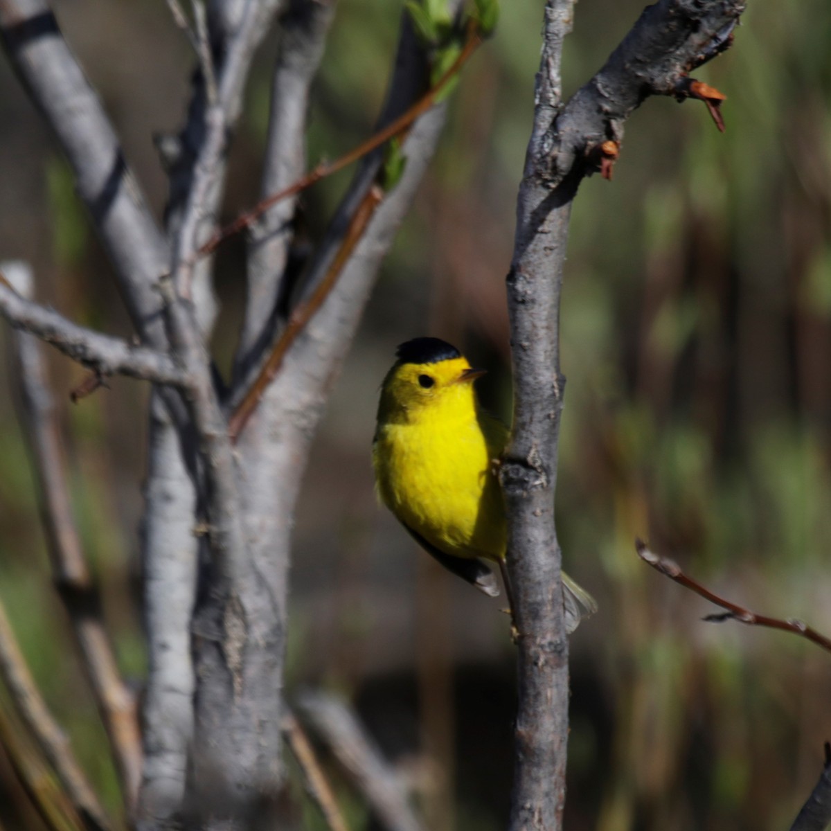 Wilson's Warbler (pileolata) - ML629789574