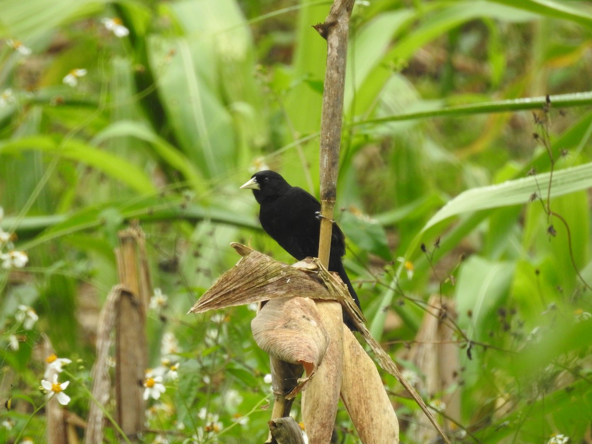 Yellow-billed Cacique - ML629789665