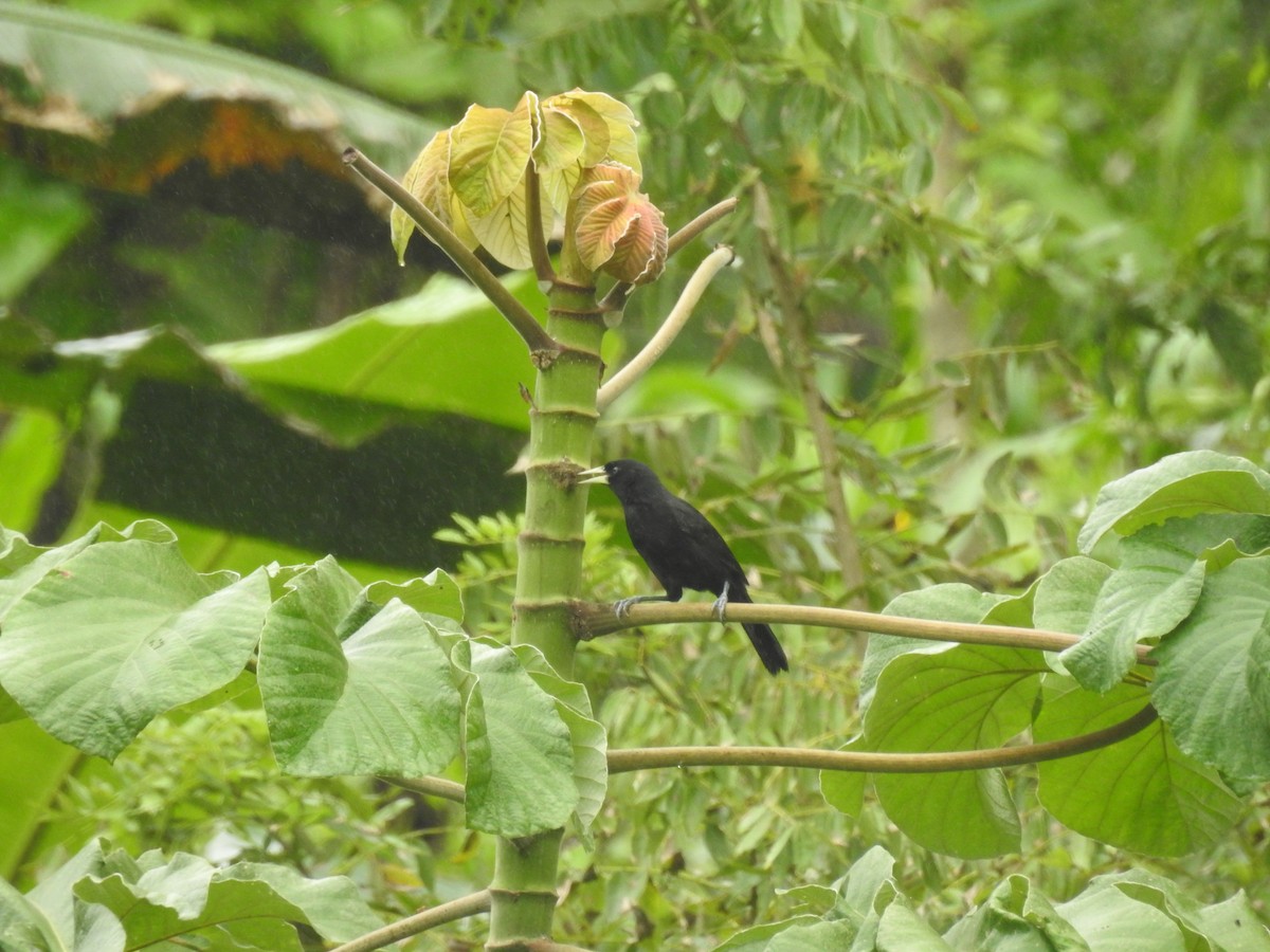 Yellow-billed Cacique - ML629789666