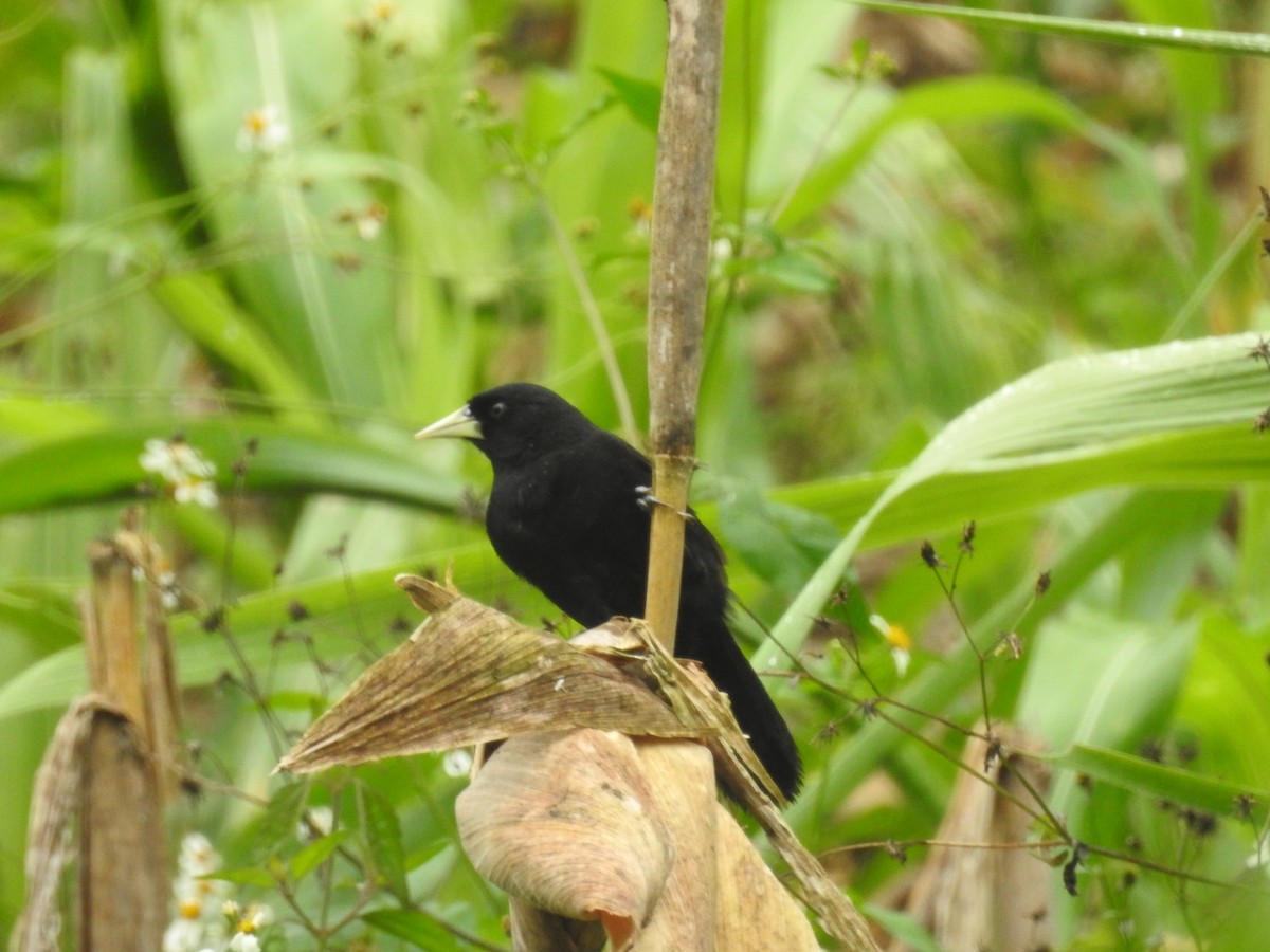 Yellow-billed Cacique - ML629789667