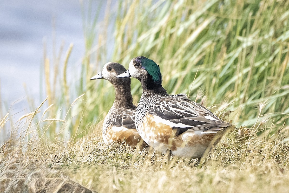 Chiloe Wigeon - ML629789725