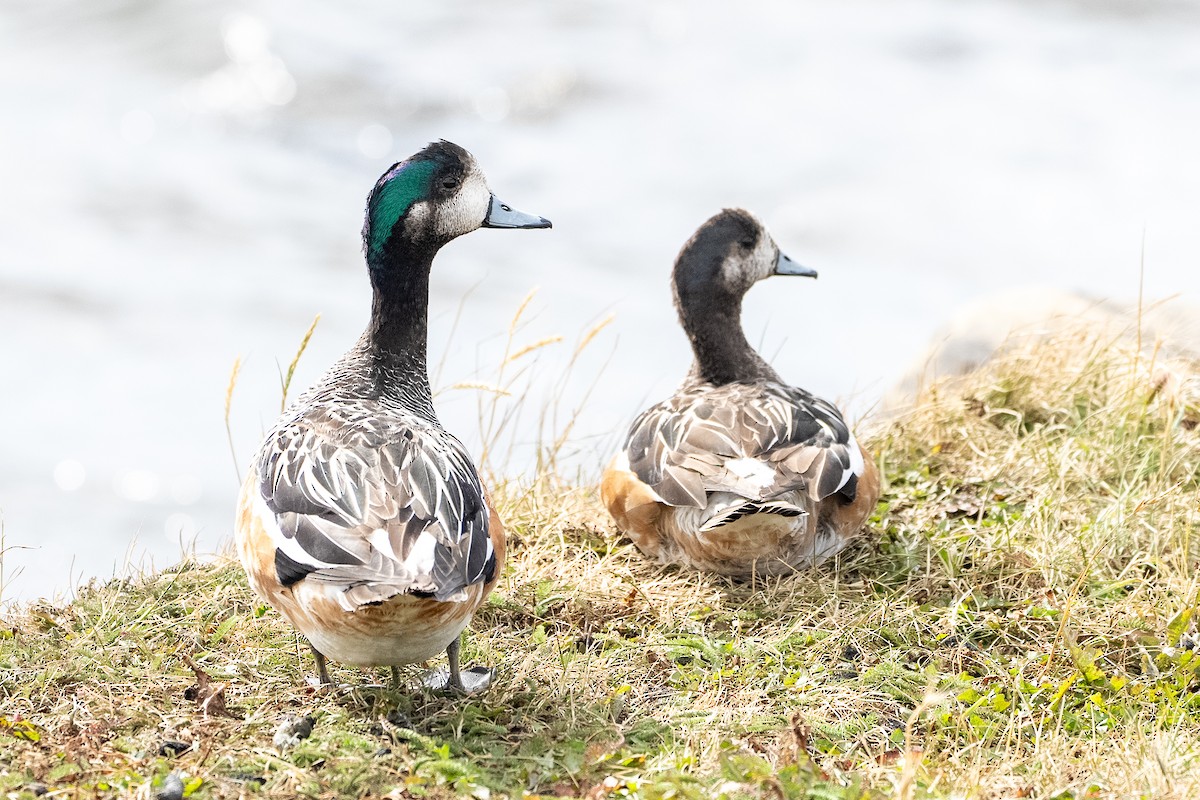 Chiloe Wigeon - ML629789726