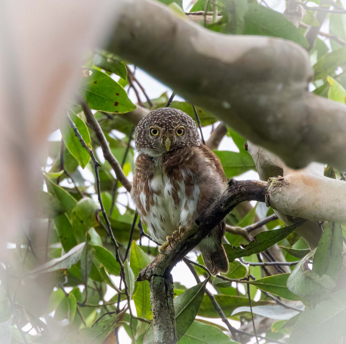 Sunda Owlet - ML629789785