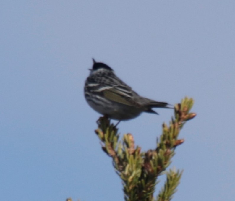 Blackpoll Warbler - ML629789942