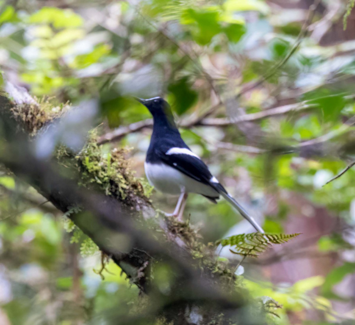 Bornean Forktail - ML629790003