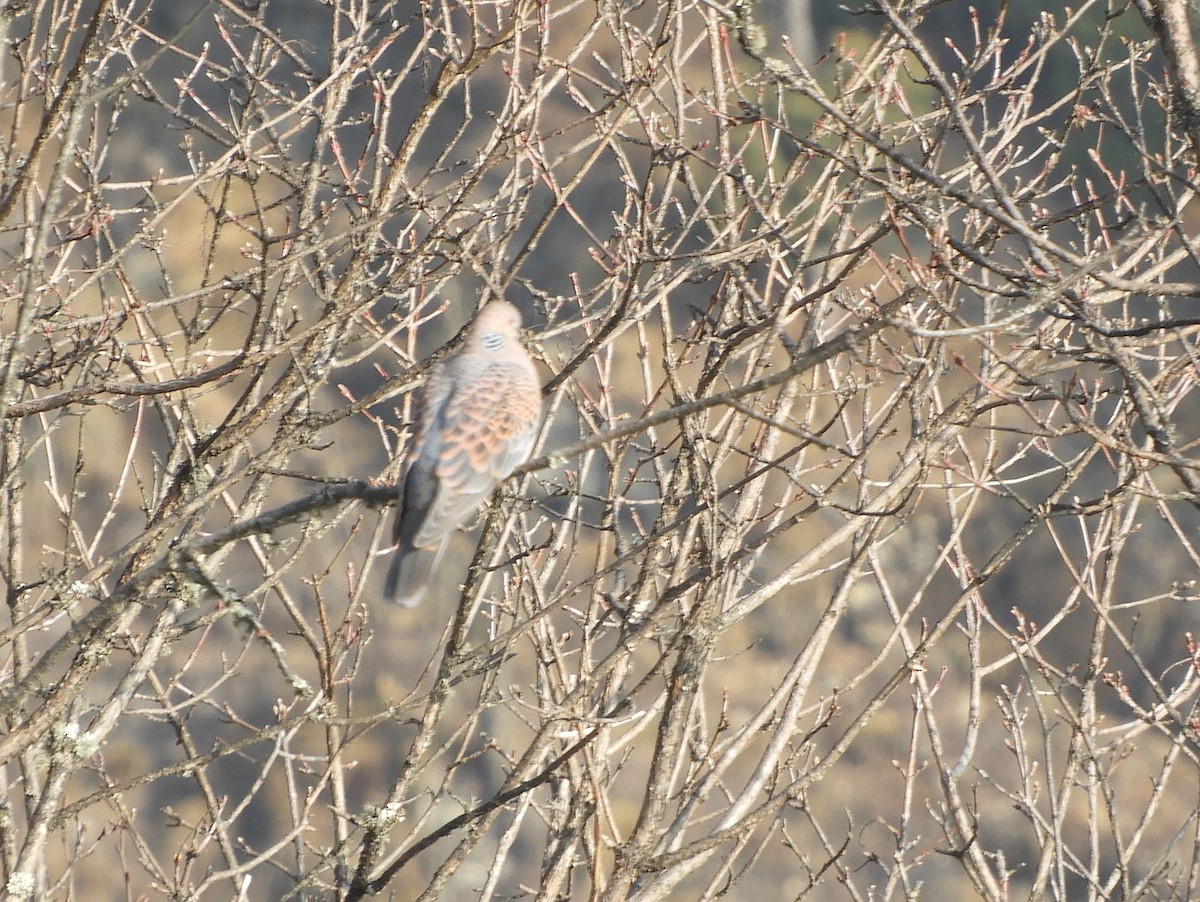 Oriental Turtle-Dove - ML629790171