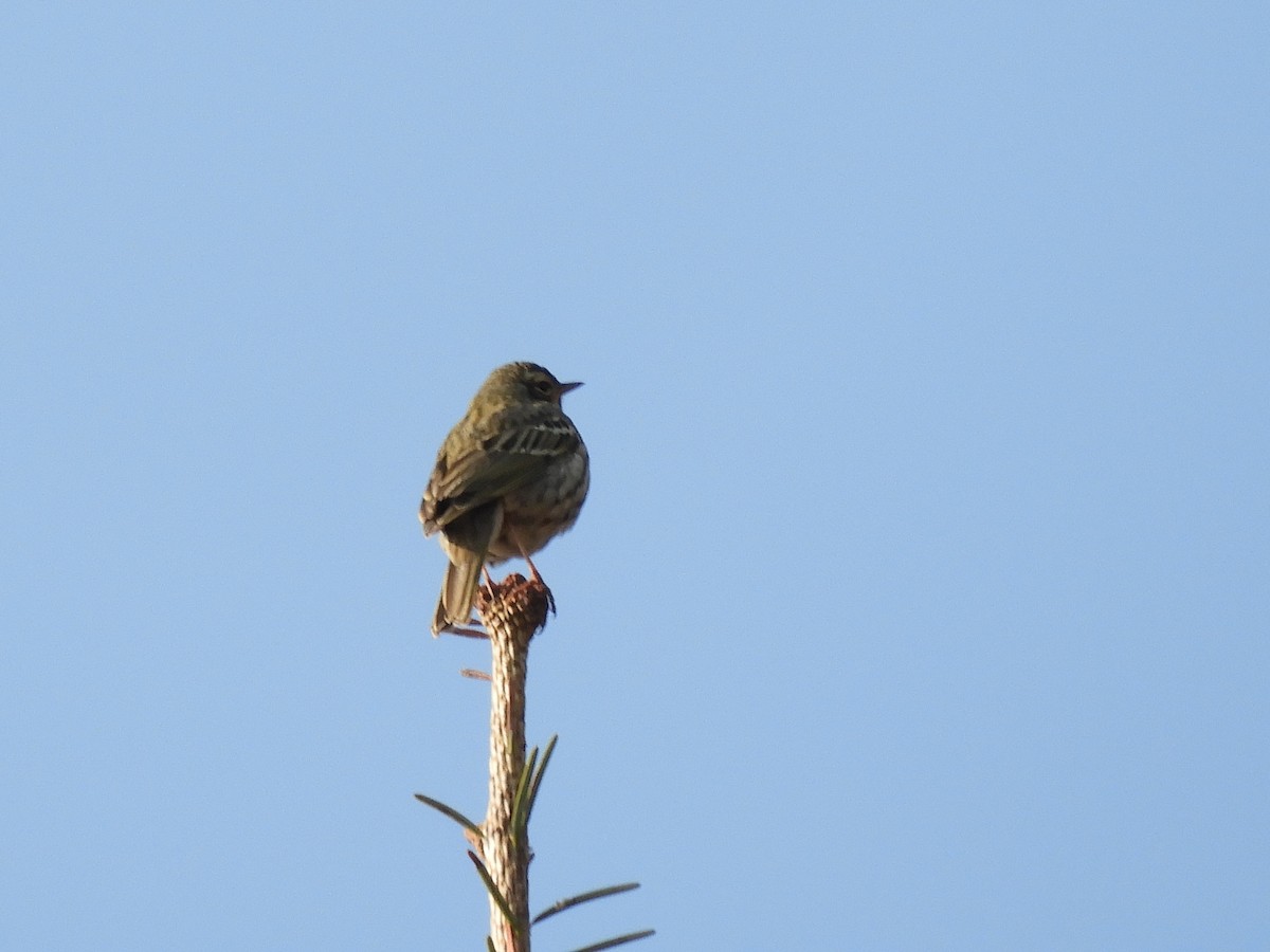 Olive-backed Pipit - ML629790203