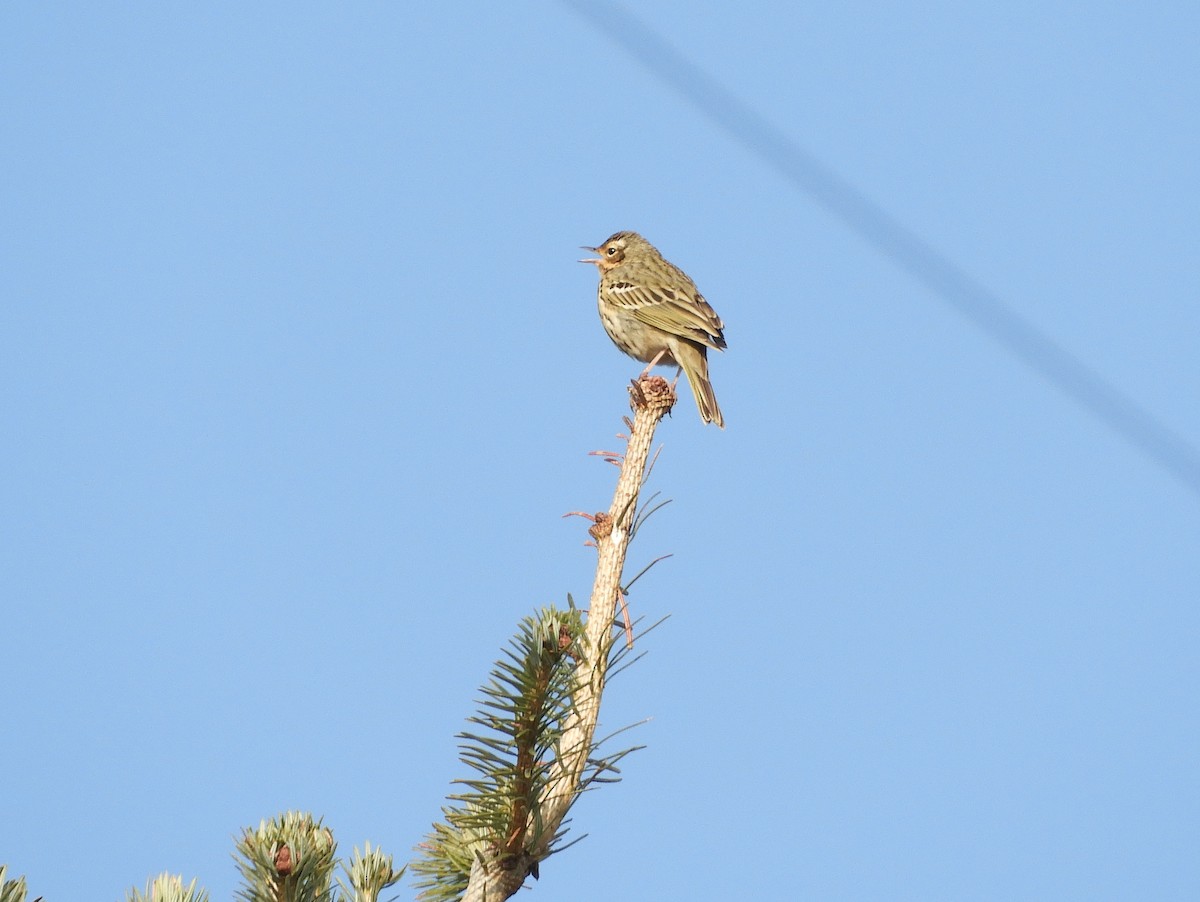 Olive-backed Pipit - ML629790204