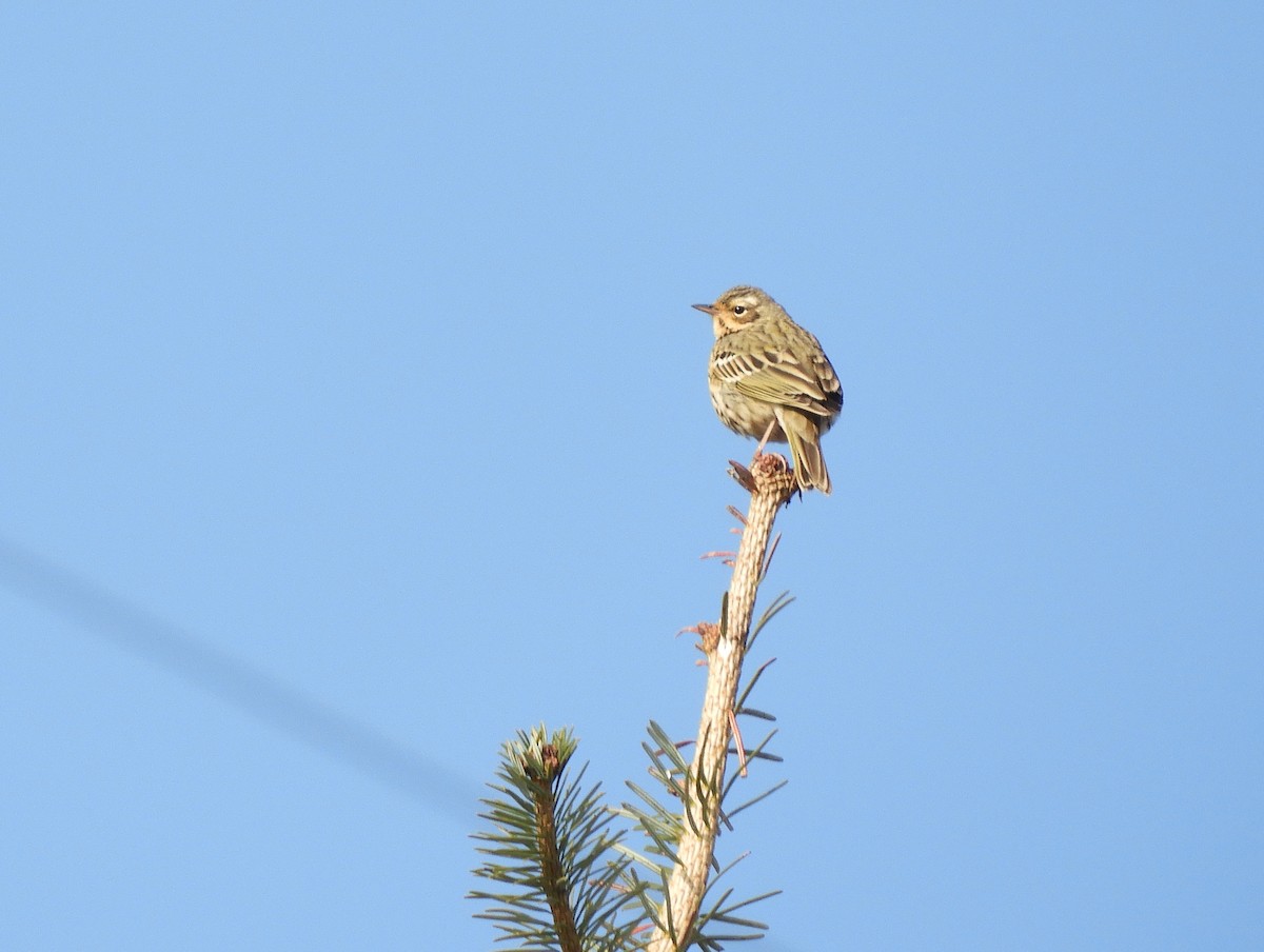 Olive-backed Pipit - ML629790205