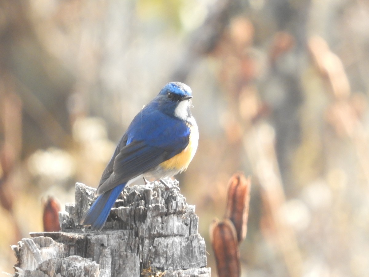 Himalayan Bluetail - ML629790218