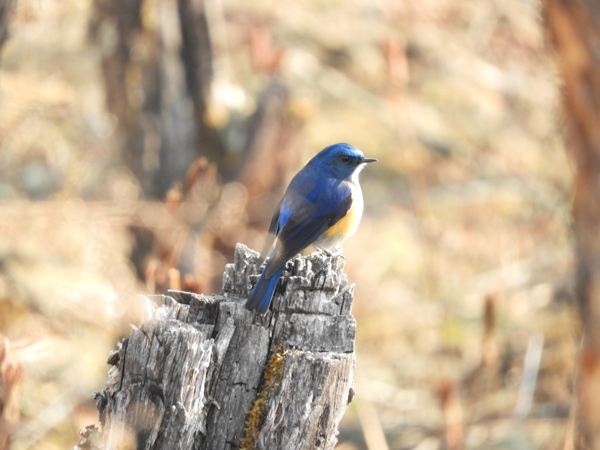 Himalayan Bluetail - ML629790219