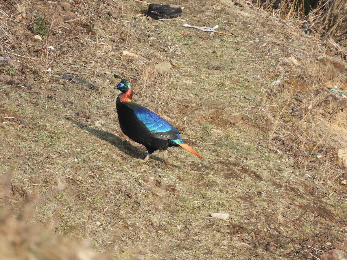 Himalayan Monal - ML629790288