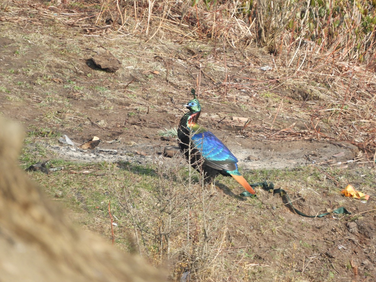 Himalayan Monal - ML629790289