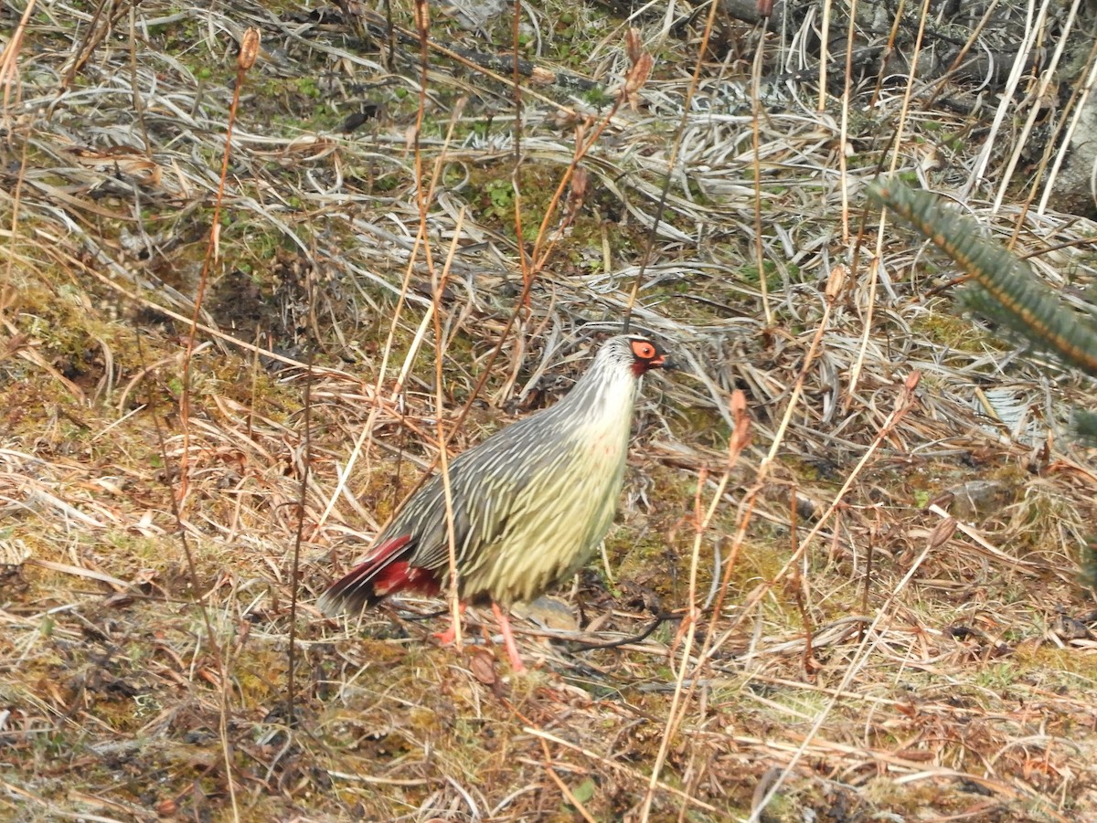 Blood Pheasant - ML629790295