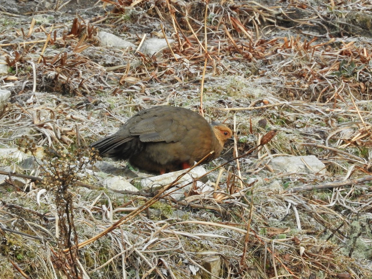 Blood Pheasant - ML629790296