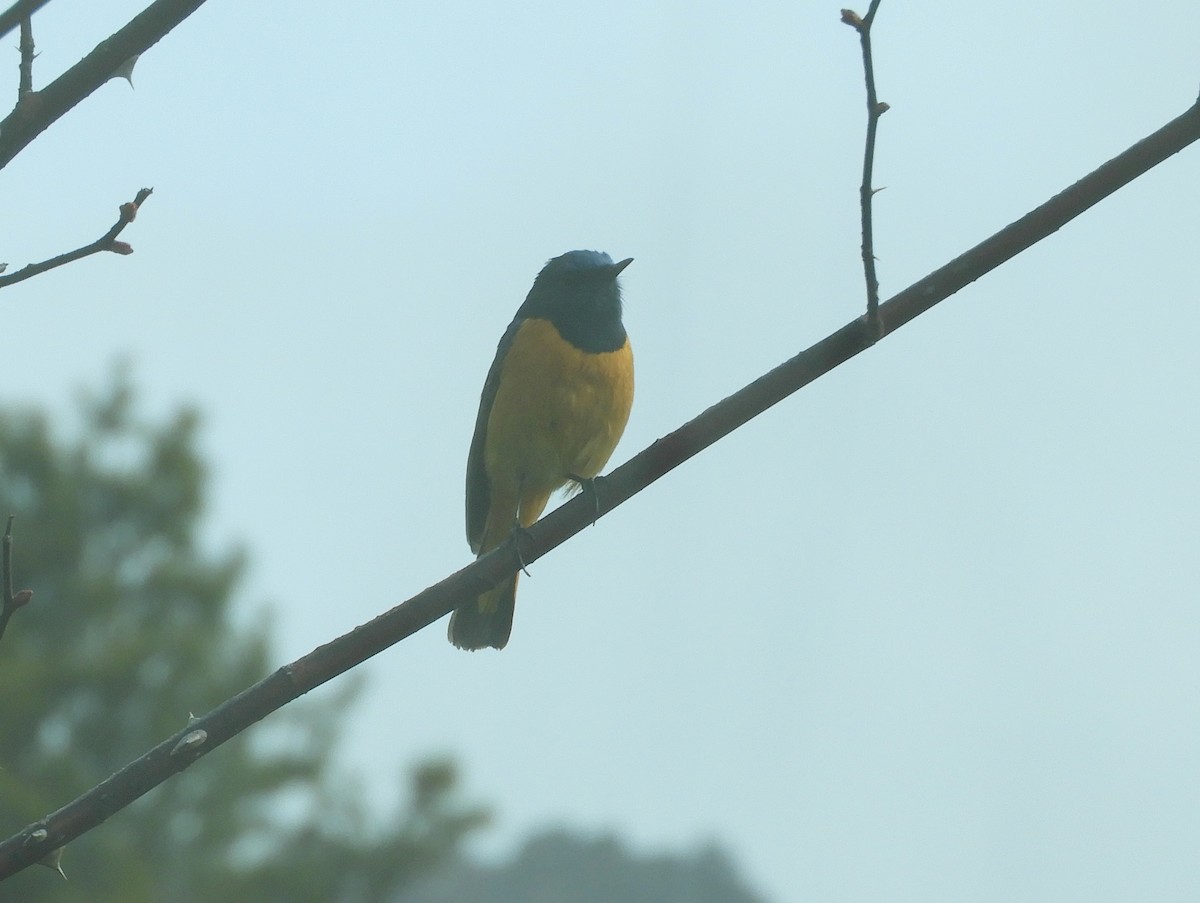 Blue-fronted Redstart - ML629790321