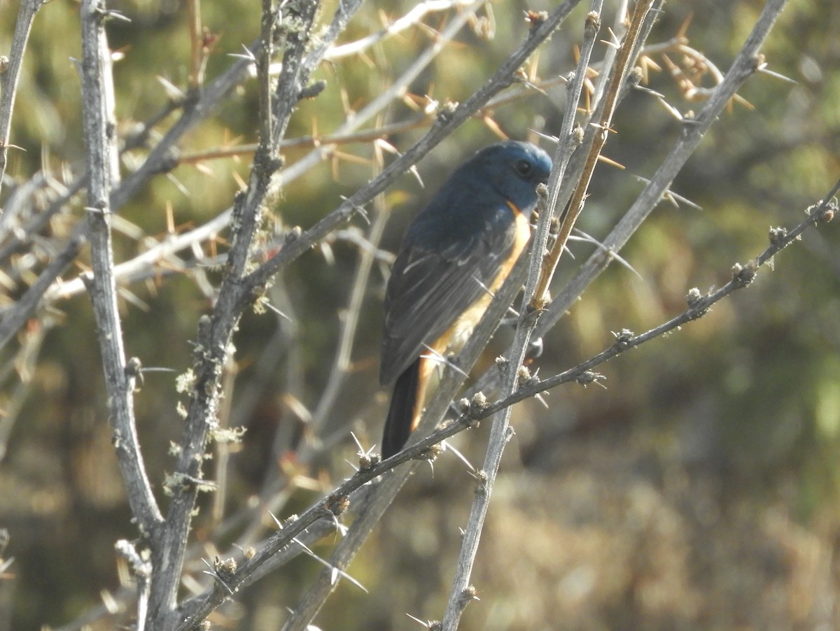 Blue-fronted Redstart - ML629790322