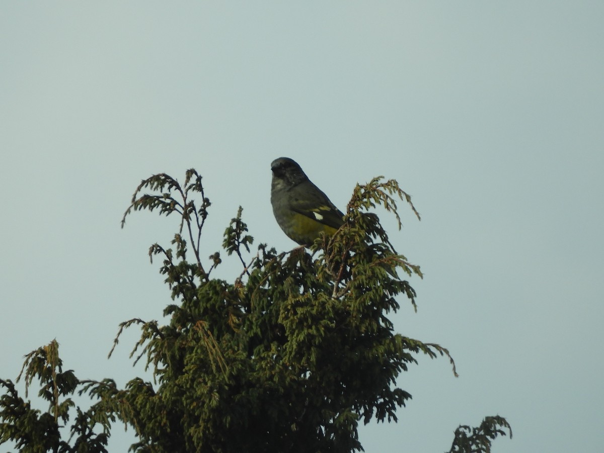 White-winged Grosbeak - ML629790352