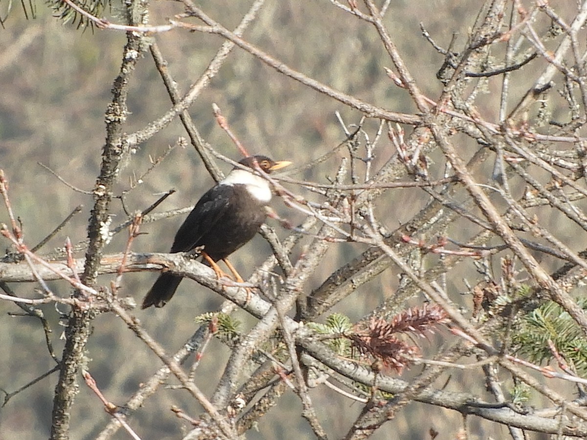 White-collared Blackbird - ML629790410