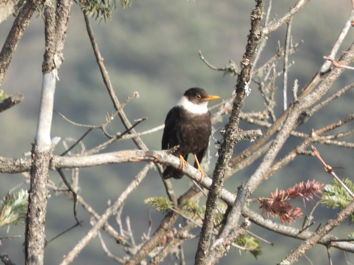 White-collared Blackbird - ML629790411