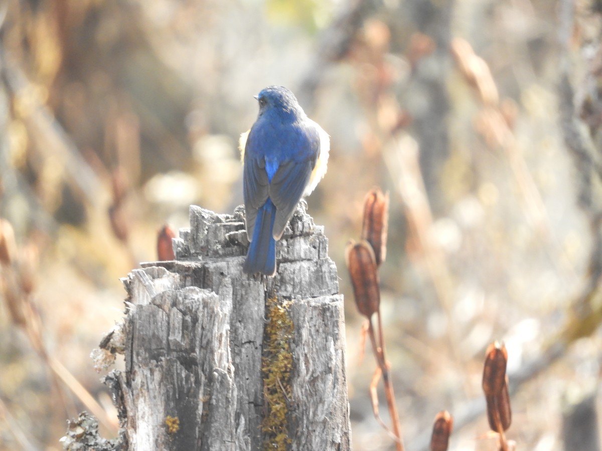 Himalayan Bluetail - ML629790570