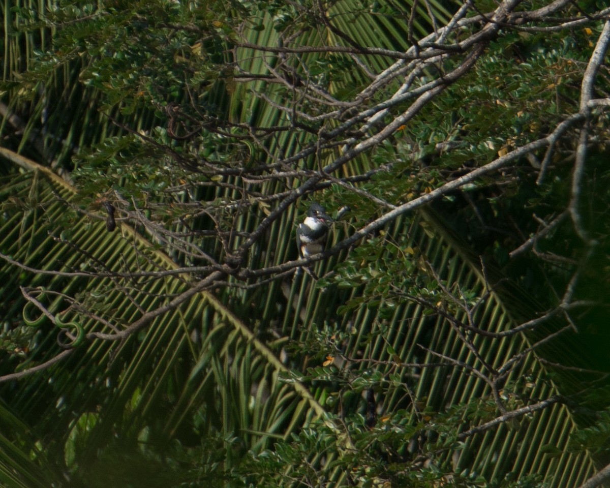 Belted Kingfisher - ML629791418
