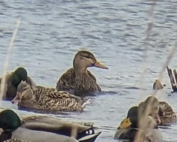 Mottled Duck - ML629791506