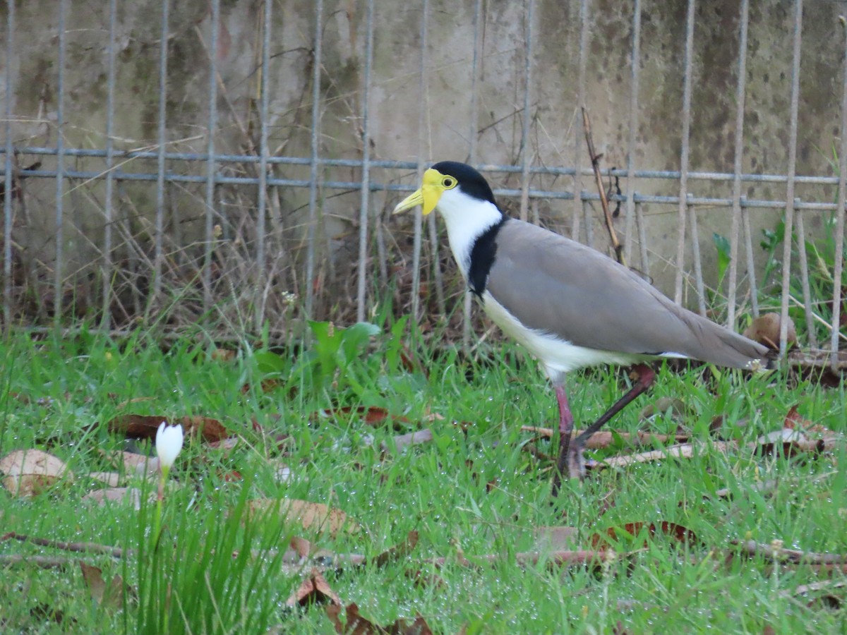 Masked Lapwing (Black-shouldered) - ML629791650