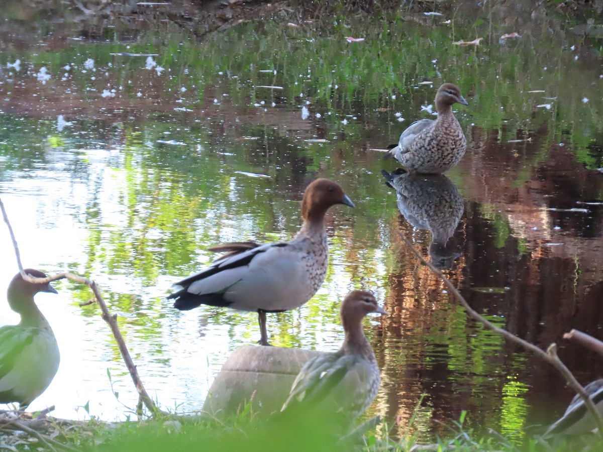 Ahate kalparduna - ML629791665