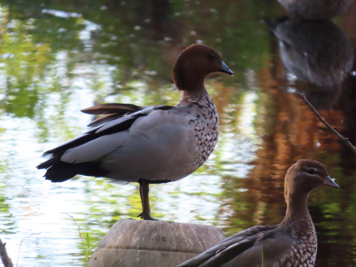 Ahate kalparduna - ML629791668