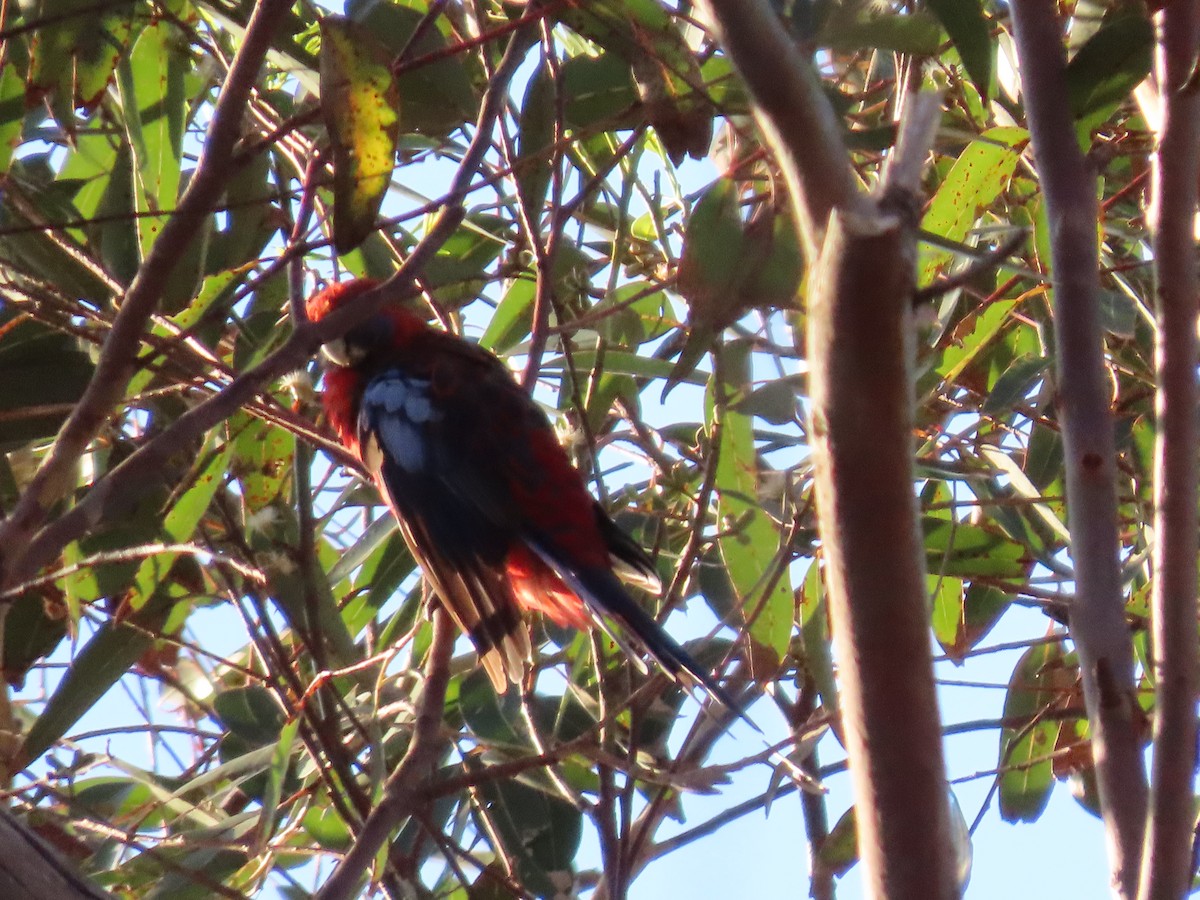 Crimson Rosella (Crimson) - ML629791701