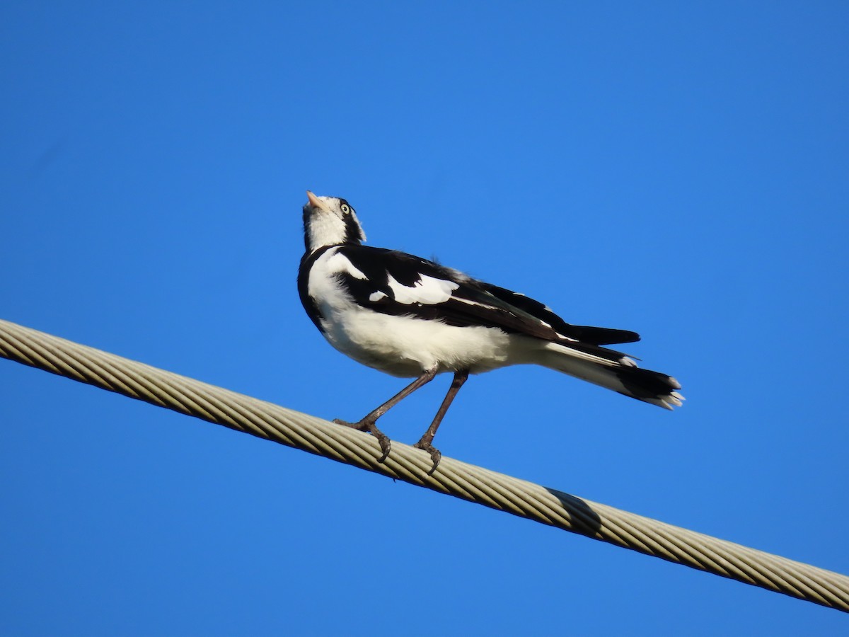 Magpie-lark - ML629791759