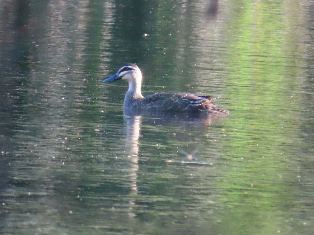 Ahate bekainduna - ML629791912